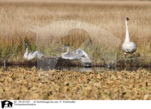 Trompeterschwne / trumpeter swans / FF-01707