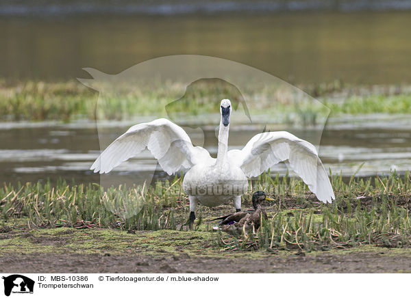 Trompeterschwan / trumpeter swan / MBS-10386