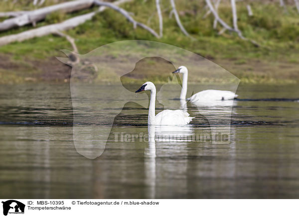 Trompeterschwne / trumpeter swans / MBS-10395