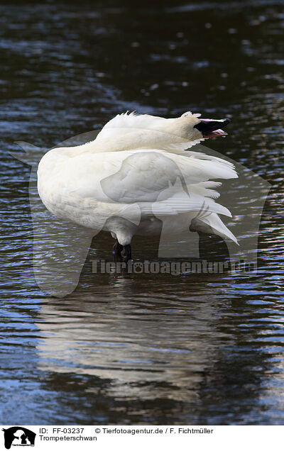 Trompeterschwan / trumpeter swan / FF-03237