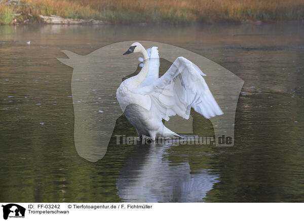 Trompeterschwan / trumpeter swan / FF-03242