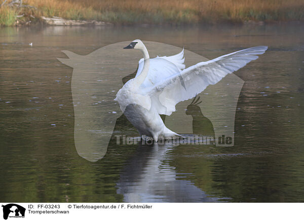 Trompeterschwan / trumpeter swan / FF-03243