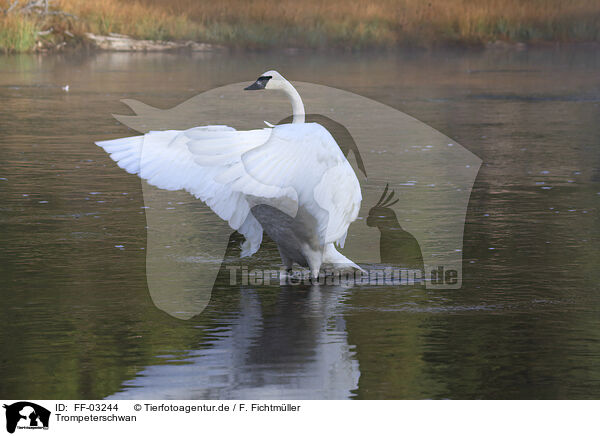 Trompeterschwan / trumpeter swan / FF-03244