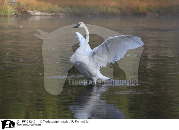 Trompeterschwan / trumpeter swan / FF-03245