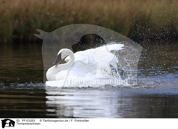 Trompeterschwan / trumpeter swan / FF-03263