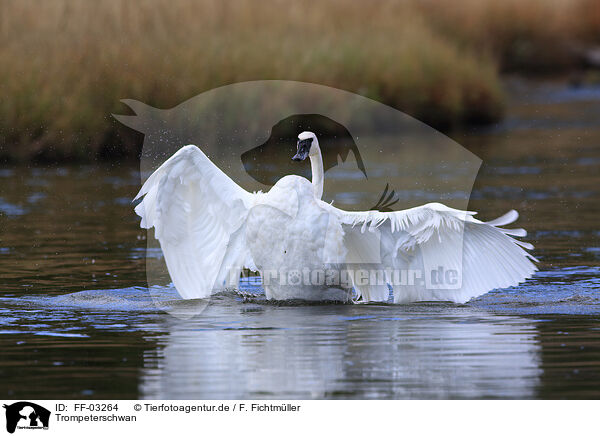 Trompeterschwan / trumpeter swan / FF-03264