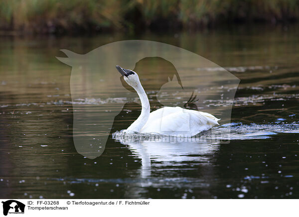 Trompeterschwan / trumpeter swan / FF-03268