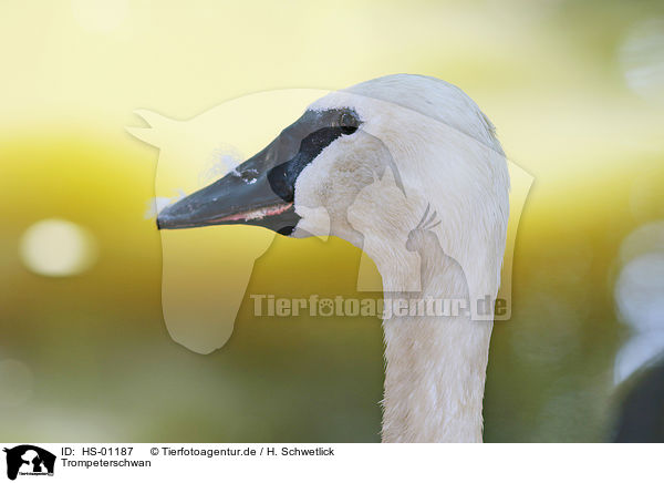 Trompeterschwan / trumpeter swan / HS-01187