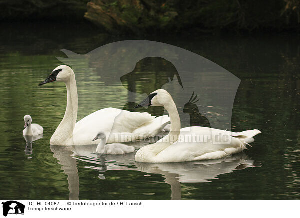 Trompeterschw�ne / trumpeter swans / HL-04087