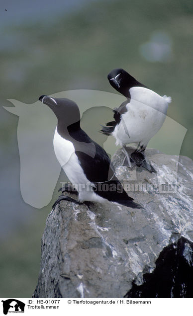 Trottellummen / Common Guillemot / HB-01077