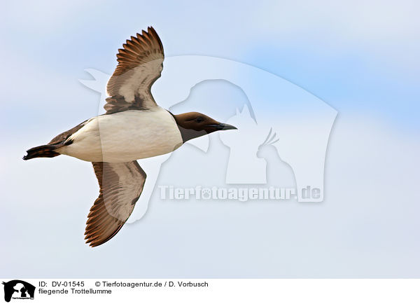 fliegende Trottellumme / flying Common Guillemot / DV-01545