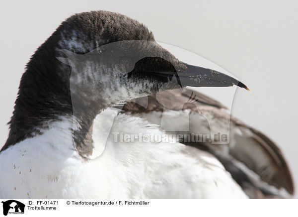 Trottellumme / common guillemot / FF-01471
