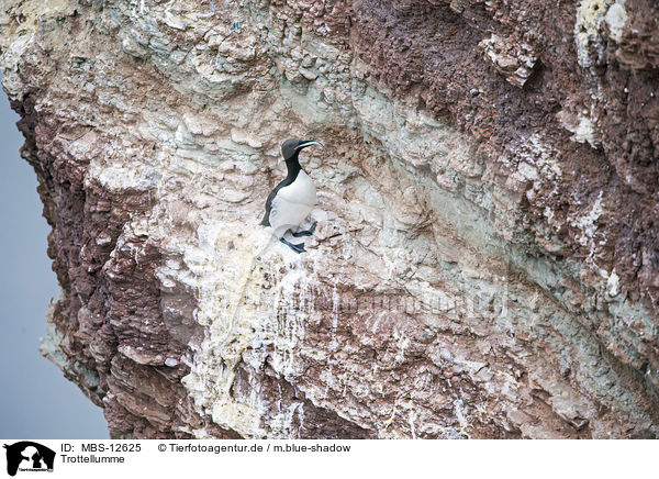 Trottellumme / common guillemot / MBS-12625