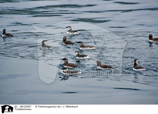 Trottellummen / common guillemots / JR-02587