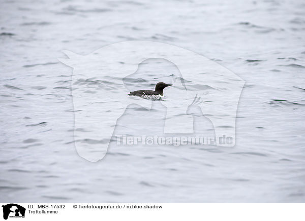 Trottellumme / common guillemot / MBS-17532