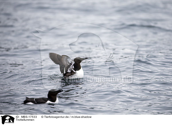 Trottellummen / common guillemots / MBS-17533