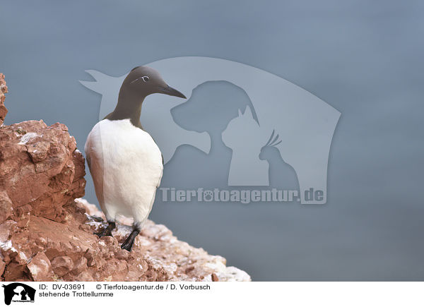 stehende Trottellumme / standing Common Guillemot / DV-03691