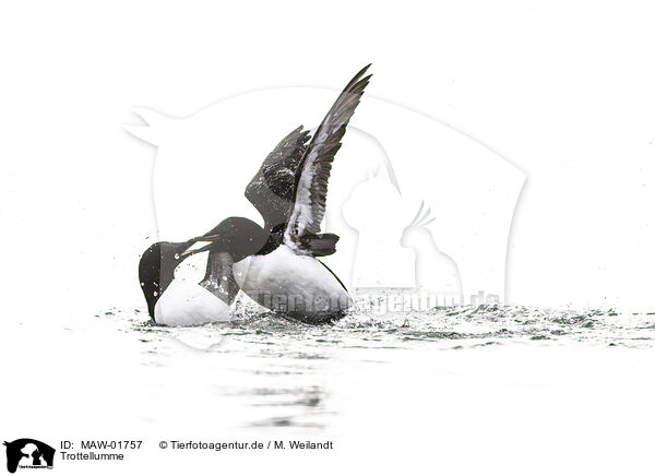Trottellumme / common guillemot / MAW-01757