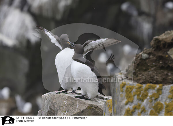 Trottellummen / guillemots / FF-15373