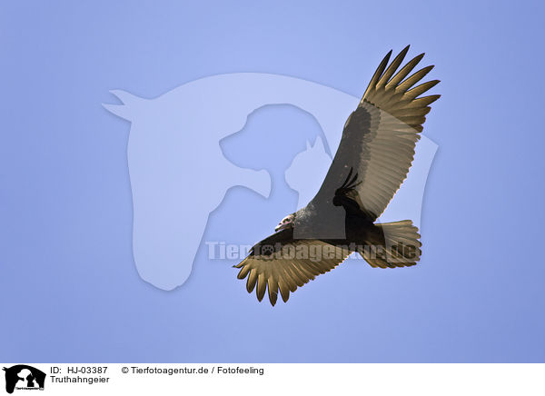 Truthahngeier / turkey vulture / HJ-03387
