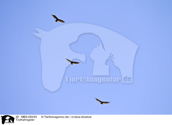 Truthahngeier / turkey buzzard / MBS-08245