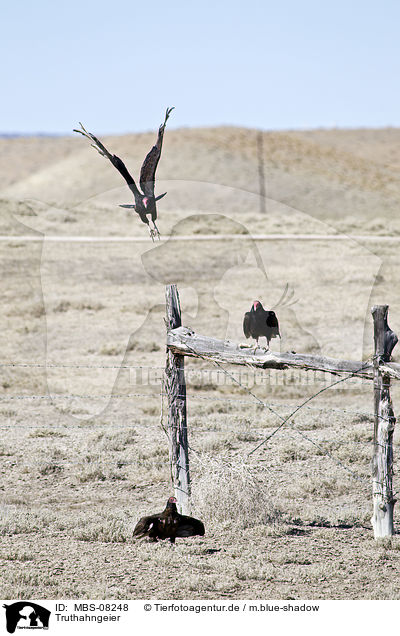 Truthahngeier / turkey buzzard / MBS-08248