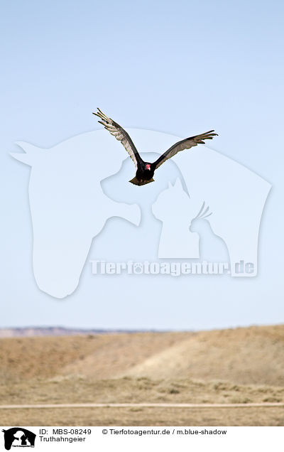 Truthahngeier / turkey buzzard / MBS-08249