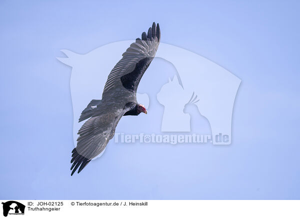 Truthahngeier / turkey buzzard / JOH-02125