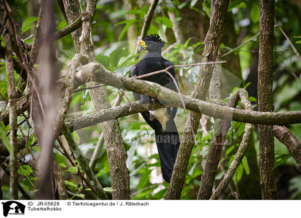 Tuberkelhokko / Central American curassow / JR-05628