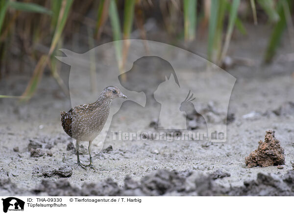 Tpfelsumpfhuhn / spotted crake / THA-09330