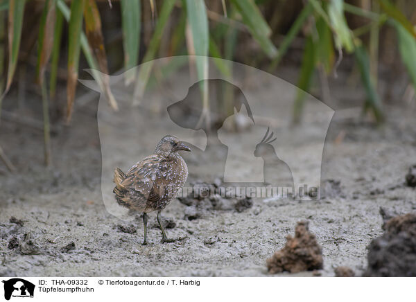 Tpfelsumpfhuhn / THA-09332