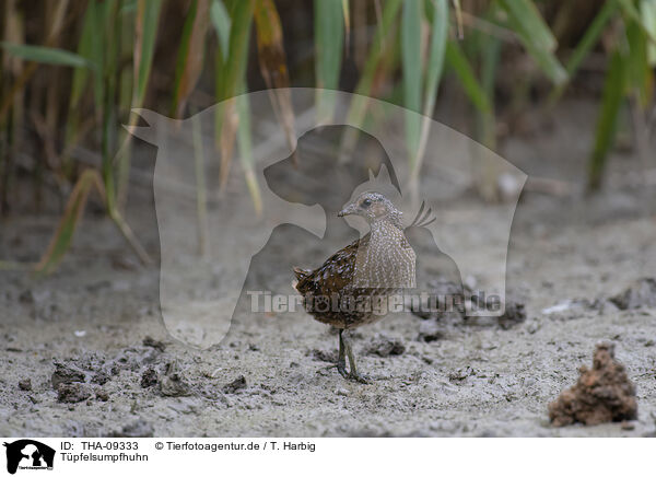 Tpfelsumpfhuhn / THA-09333