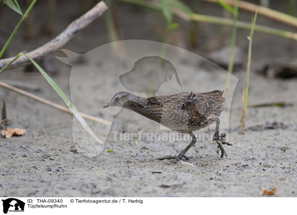 Tpfelsumpfhuhn / spotted crake / THA-09340