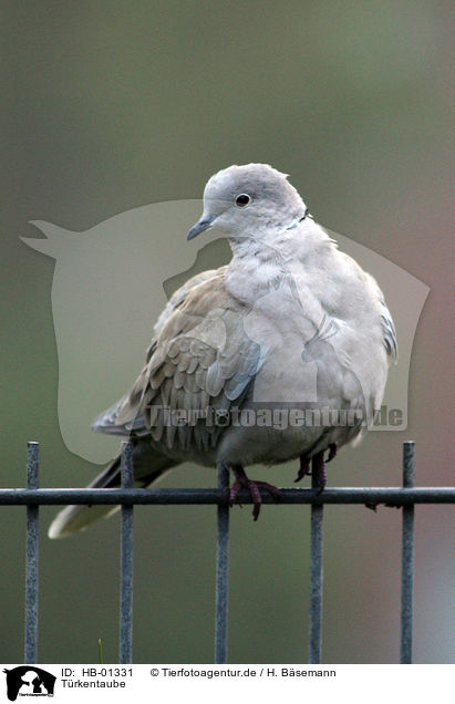 Trkentaube / Eurasian collared dove / HB-01331