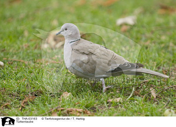 Trkentaube / collared dove / THA-03163