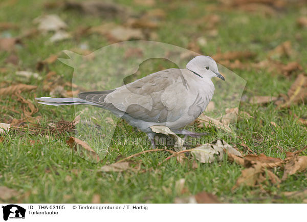 Trkentaube / collared dove / THA-03165