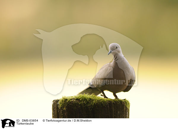 Trkentaube / Eurasian collared dove / DMS-03854
