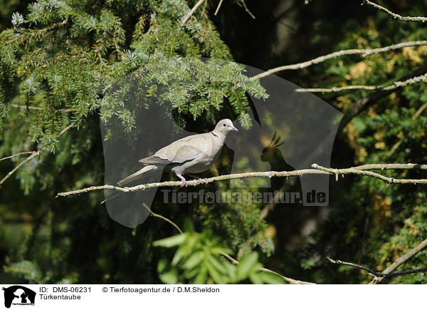 Trkentaube / Eurasian collared dove / DMS-06231