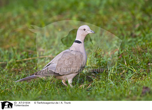 Trkentaube / Eurasian collared dove / AT-01934