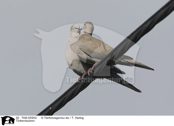 Trkentauben / Eurasian collared doves / THA-05902