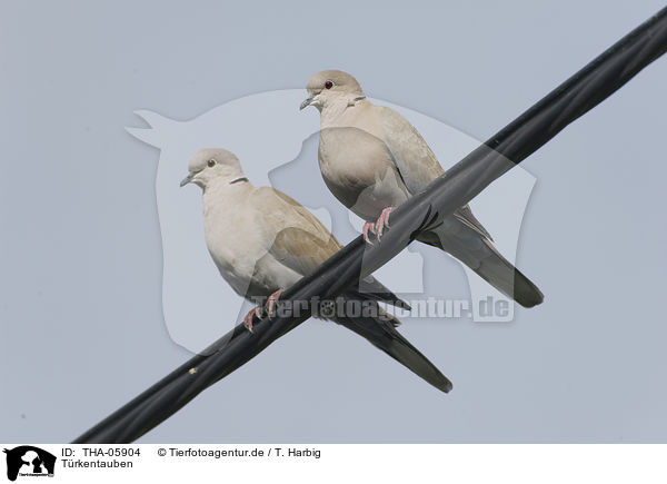 Trkentauben / Eurasian collared doves / THA-05904