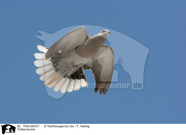 Trkentaube / Eurasian collared dove / THA-06037