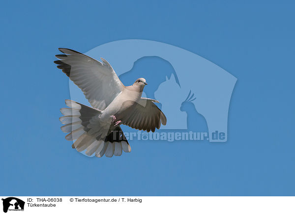 Trkentaube / Eurasian collared dove / THA-06038