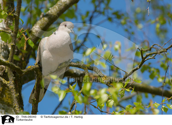 Trkentaube / Eurasian collared dove / THA-06040