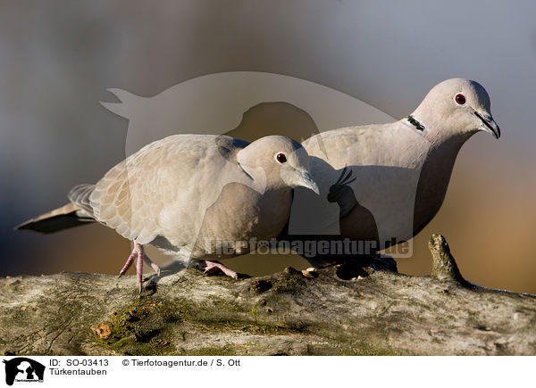 Trkentauben / collared doves / SO-03413