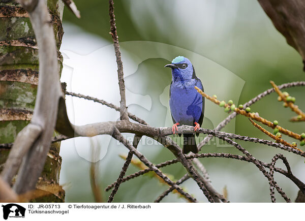 Trkisnaschvogel / red-legged honeycreeper / JR-05713