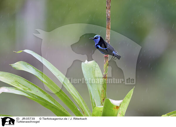 Trkisnaschvogel / red-legged honeycreeper / JR-05739