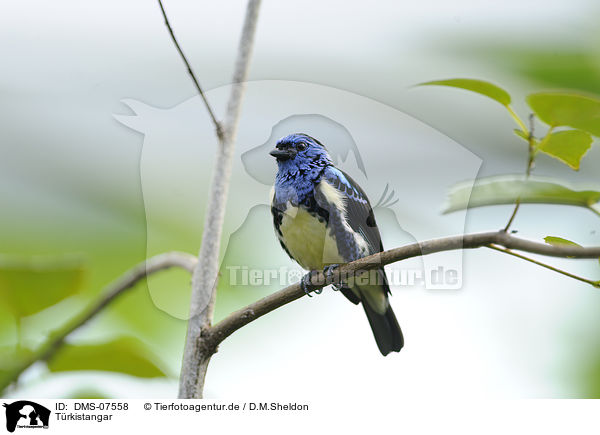 Trkistangar / turquoise tanager / DMS-07558