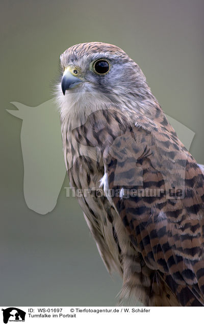 Turmfalke im Portrait / eurasian kestrel portrait / WS-01697