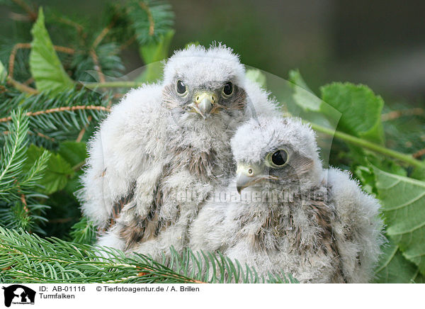 Turmfalken / common kestrels / AB-01116